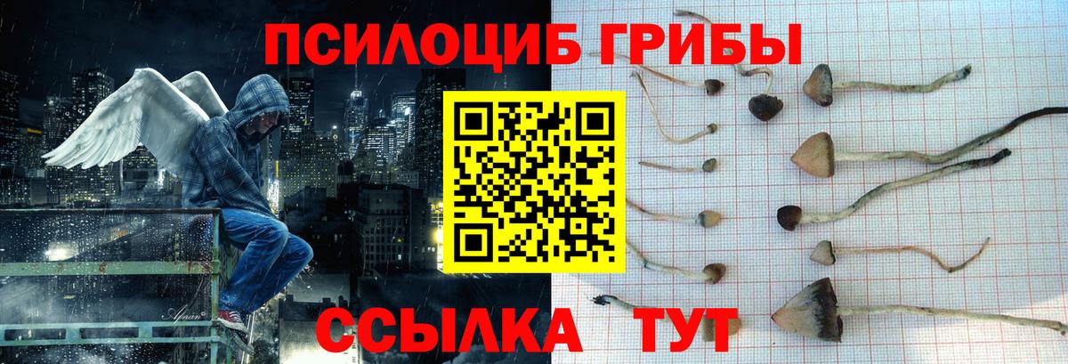 Галлюциногенные грибы Psilocybine cubensis  Вход с VPN  Гусиноозёрск 